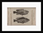 Wrasse by Unknown