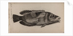 East Atlantic peacock wrasse by Unknown