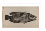East Atlantic peacock wrasse by Unknown