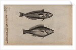 Wrasse by Unknown