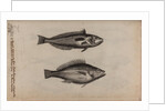 Wrasse by Unknown