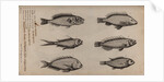 Various fish specimens by Unknown