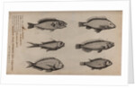 Various fish specimens by Unknown
