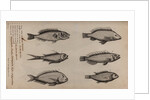 Various fish specimens by Unknown