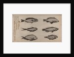 Various fish specimens by Unknown