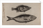 Perch and momyrus by Unknown