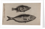 Perch and momyrus by Unknown