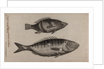 Perch and momyrus by Unknown