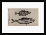 Perch and momyrus by Unknown