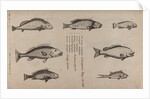 Various fish specimens by Unknown