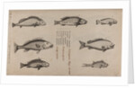 Various fish specimens by Unknown