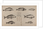 Various fish specimens by Unknown