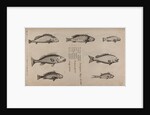 Various fish specimens by Unknown