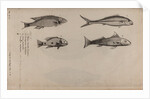 Various fish specimens by Unknown