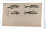 Various fish specimens by Unknown