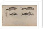 Various fish specimens by Unknown