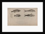 Various fish specimens by Unknown