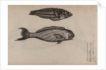‘Turdus ab insula’ and ‘Pudiano verde’ by Unknown