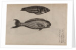 ‘Turdus ab insula’ and ‘Pudiano verde’ by Unknown