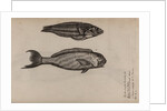 ‘Turdus ab insula’ and ‘Pudiano verde’ by Unknown