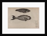 ‘Turdus ab insula’ and ‘Pudiano verde’ by Unknown
