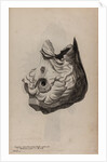 Skull of a parrotfish by Unknown