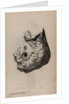 Skull of a parrotfish by Unknown
