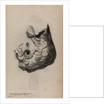 Skull of a parrotfish by Unknown