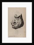 Skull of a parrotfish by Unknown