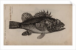 Scorpionfish by Unknown