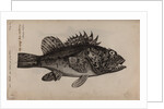 Scorpionfish by Unknown