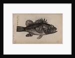 Scorpionfish by Unknown