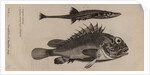 Scorpionfish and stickleback by Unknown