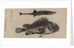Scorpionfish and stickleback by Unknown
