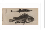 Scorpionfish and stickleback by Unknown