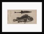 Scorpionfish and stickleback by Unknown