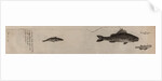 Various fish specimens by Unknown