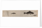 Various fish specimens by Unknown