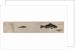 Various fish specimens by Unknown