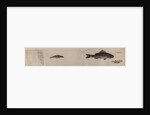 Various fish specimens by Unknown