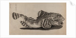 Shorthorn sculpin by Unknown