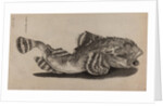 Shorthorn sculpin by Unknown