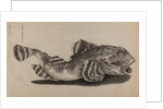 Shorthorn sculpin by Unknown