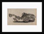 Shorthorn sculpin by Unknown
