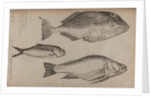 Three fish specimens by Unknown