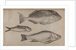 Three fish specimens by Unknown