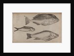 Three fish specimens by Unknown