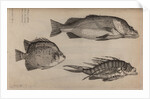 Three fish specimens by Unknown