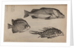 Three fish specimens by Unknown
