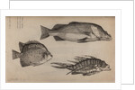 Three fish specimens by Unknown
